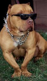 pit dboul